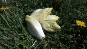 Endive (500g)